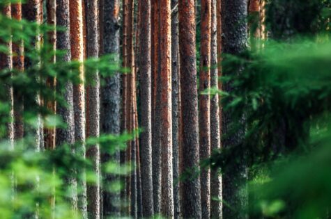 Metsamaa hinna määramisel on olulise tähtsusega järgmised tegurid: metsamaa asukoht, viljakus, metsamaa pindala ja materjali kogumaht. Viimase puhul mängib rolli ka see, kui suur osa metsamaterjalist sobib raie teostamiseks.